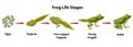 Frog Life Stages in Nature