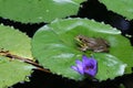 Frog on a Lily Pad Royalty Free Stock Photo