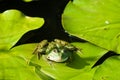 Frog on lily pad