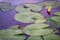 Frog with white water lily