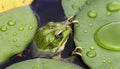 Frog on lily pad Royalty Free Stock Photo