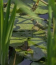 Frog on a Lily Pad at a Maryland Aquatic Garden