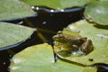 Frog on a lily pad Royalty Free Stock Photo