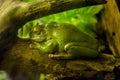 Frog Royalty Free Stock Photo
