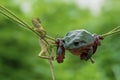 animals, frog, amphibians, animal, animales, animalwildlife, crocodile, dumpy, dumpyfrog, face, frog, green, macro, mammals, butte Royalty Free Stock Photo