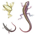 Frog and lizards. Set of hand drawn watercolor illustration of swamp theme. Element for design of invitations, movie