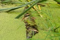 Green frog on a log Royalty Free Stock Photo