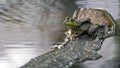 Frog on a log Royalty Free Stock Photo