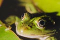 Frog look at night from the swamp/frog look at night from water lily leaves in the swamp