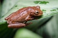 Frog looking from above a leaf Royalty Free Stock Photo