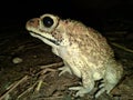 a frog looking for food at night