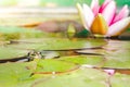 Frog. The frog looks out of water in a pond near a lily flower. Wildlife concept Royalty Free Stock Photo