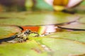 Frog. The frog looks out of water in a pond near a lily flower. Wildlife concept Royalty Free Stock Photo