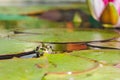 Frog. The frog looks out of water in a pond near a lily flower. Wildlife concept Royalty Free Stock Photo