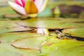 Frog. The frog looks out of water in a pond near a lily flower. Wildlife concept Royalty Free Stock Photo