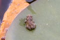 Frog on the Lotus Flower, green leaves Royalty Free Stock Photo