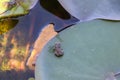 Frog on the Lotus Flower, green leaves Royalty Free Stock Photo