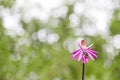 Frog on lotus flowers on nature green background. Royalty Free Stock Photo