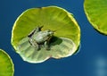 Frog on a lotus leaf Royalty Free Stock Photo