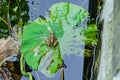 A frog on the lotus leaf Royalty Free Stock Photo