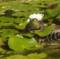 Frog on Lotus Pad Royalty Free Stock Photo