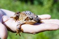 Frog on a man's palm. reptile