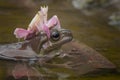 Frog and mantis Royalty Free Stock Photo