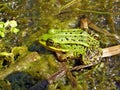 Frog in marsh Royalty Free Stock Photo