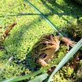 Frog in marsh Royalty Free Stock Photo