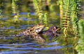 Frog mating in a pond