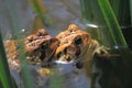 Frog Mating Season