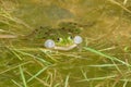 Frog frog. Mating season. End of May. Royalty Free Stock Photo