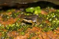 Close-up of frog, Micricxilus sp. 2, Agumbe, Karnataka, India