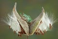Frog on milkweed pods Royalty Free Stock Photo