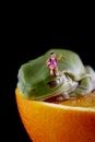 Frog and miniature girl