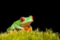 Frog on moss isolated black Royalty Free Stock Photo