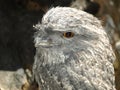 Frog mouthed owl