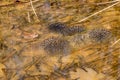 Frog and multiple frog eggs or frogspawn
