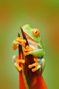 Frog in the nature. Beautiful frog in forest, exotic animal from central America, red flower. Red-eyed Tree Frog, Agalychnis calli Royalty Free Stock Photo