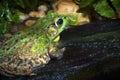 Frog in nature green species wildlife environmental conservation