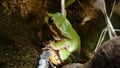 Frog in the nature green tree frog in the swamp at night close up of frog chirp closeup of frog sing cute animal, beautiful animal