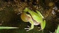 Frog in the nature green tree frog in the swamp at night close up of frog chirp closeup of frog sing cute animal, beautiful animal Royalty Free Stock Photo