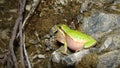 Frog in the nature green tree frog in the swamp at night close up of frog chirp closeup of frog sing cute animal, beautiful animal