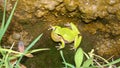 Frog in the nature green tree frog in the swamp at night close up of frog chirp closeup of frog sing cute animal, beautiful animal