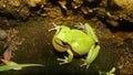 Frog in the nature green tree frog in the swamp at night close up of frog chirp closeup of frog sing cute animal, beautiful animal