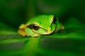 Frog in nature habitat. Masked Smilisca, Smilisca phaeota, exotic tropic green frog from Costa Rica, close-up portrait. Animal sit