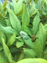 Frog Nature leafs green Background Animal