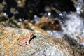 A frog near a mountain stream is about to jump