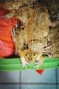 Frog in a net