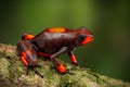 Frog Oophaga histrionica, a red bullseye poison dartfrog Royalty Free Stock Photo